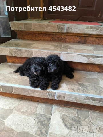 той пудел на 3 месеца 