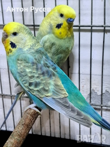 вълнисти рейнбол и хеликоптери, снимка 5 - Папагали - 53817570