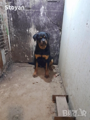 Продавам женски ротвайлер , снимка 4 - Ротвайлер - 52539395
