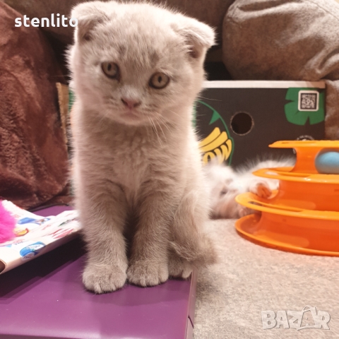 Шотландски котенца на 2 месеца, снимка 16 - Британска късокосместа - 32989455