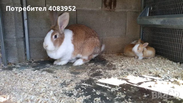 най различни зайци