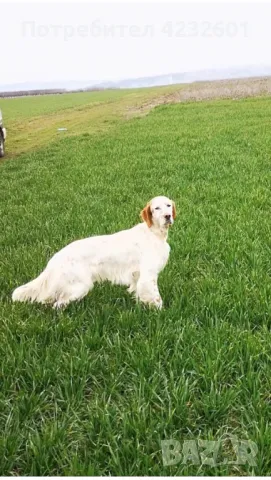 Английски сетер, снимка 1