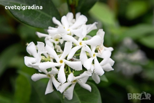 Trachelospernum jasminoides(Жасмин), снимка 2 - Градински цветя и растения - 42549474