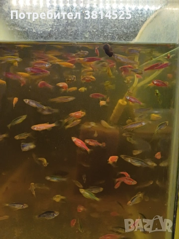 Бети, данио, гупи