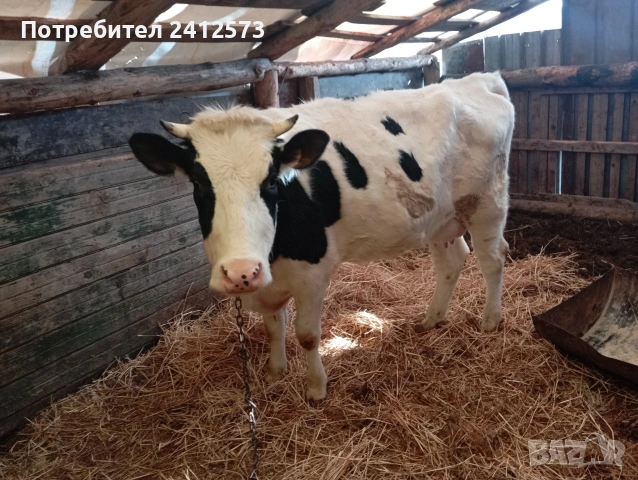 Продавам крави на първо,второ и трето теле,договаряне, снимка 6 - Крави - 53754897