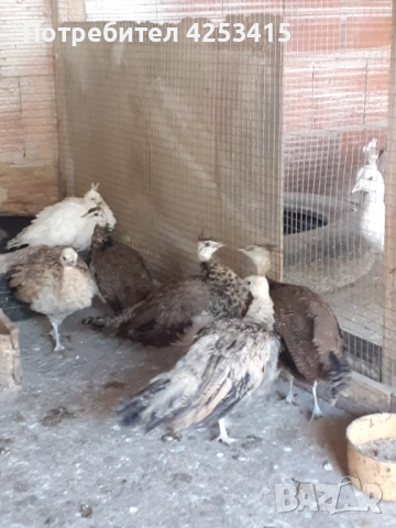 Продавам паунчета на 6 месеца , снимка 2 - други­ - 52271846