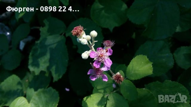 Розово цъфтяща сладка къпина (Лох мери), снимка 4 - Разсади - 38995508