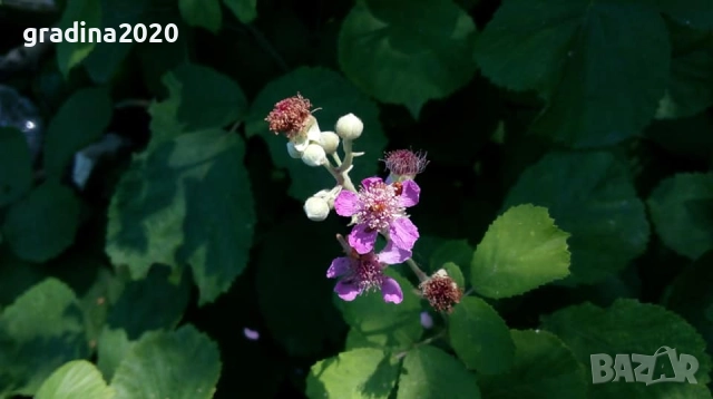 Розово цъфтяща сладка къпина (Лох мери), снимка 6 - Градински цветя и растения - 27265616