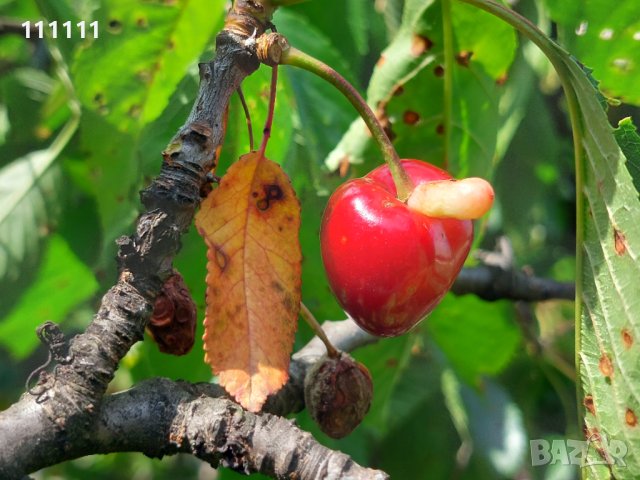 Череша уникат за колекционери и ценители , снимка 17 - Други ценни предмети - 41100414