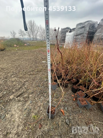 Боровинки сорт ТОРО 3 годишни, снимка 4 - Разсади - 53722307