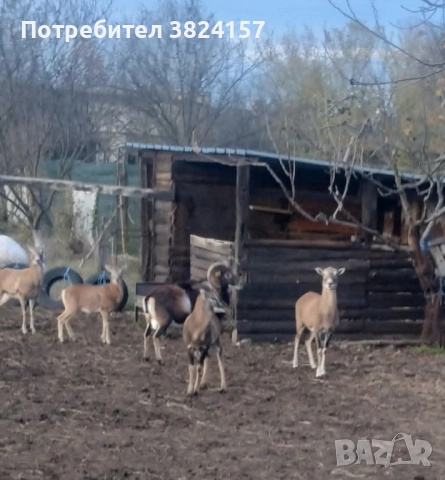 Муфлони, снимка 2 - Други животни - 52631253