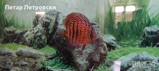 Дискуси 3 бр. София, снимка 3 - Рибки - 56066112