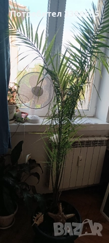 Канарска финикова палма 150-160см, снимка 4 - Стайни растения - 42619350