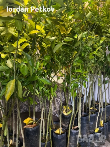 Лион, Мандарина, Портокал