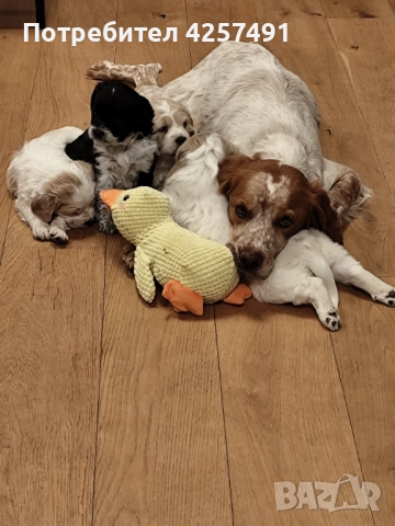 Продавам малки кученца епаньол бретон шпаньол, снимка 9 - Други - 52855443