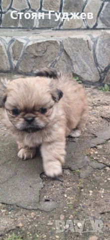  пекинезчета, снимка 5 - Пекинез - 53221818