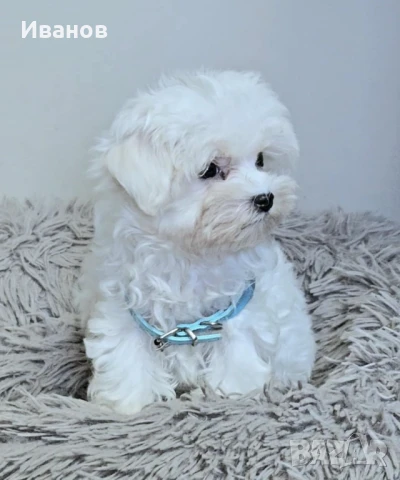 Малтийска болонка , снимка 1