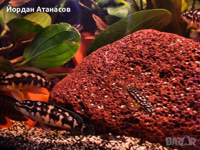 Рибки Julidochromis transcriptus, снимка 4 - Рибки - 55729554