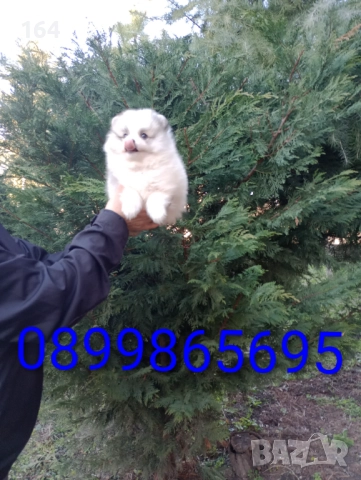 Померани. Момиченце. Реални снимки от 29.12.25 г., снимка 7 - Померан - 52876428