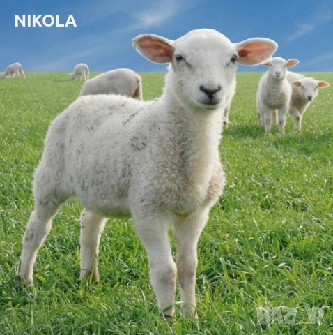 Изкупувам агнета