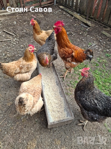 Кокошки, снимка 2 - Кокошки и пуйки - 53716237