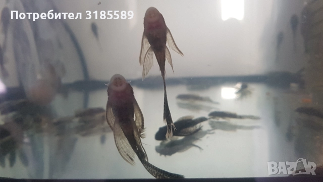 Анциструс воален черен, снимка 2 - Рибки - 52624617