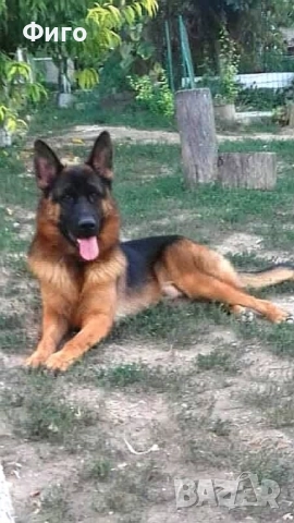 Немски Овчарки, снимка 10 - Немска овчарка - 52510625