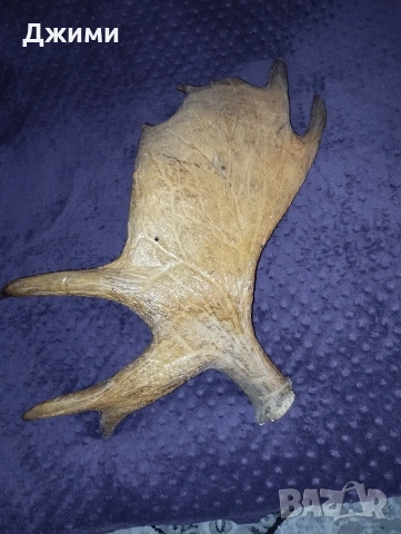 голям лос, снимка 10 - Антикварни и старинни предмети - 53622617