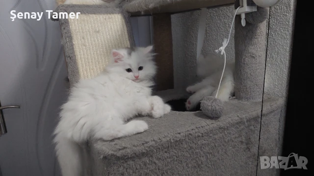 Персийски котенца, снимка 1