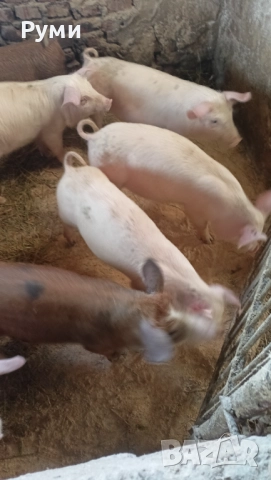 Продавам прасенца, снимка 6 - Прасета - 52851203