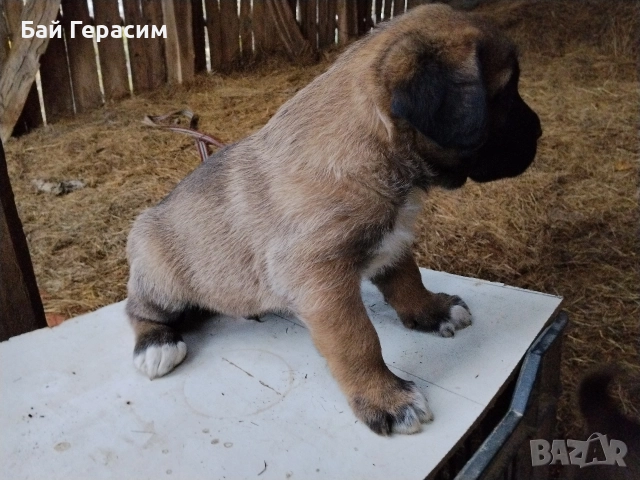 кученца кръстоска кане корсо-алабай, снимка 2 - Други - 52586787
