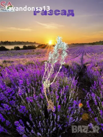 Лавандула-туфи,разсад,саксии…, снимка 5 - Други - 35959231