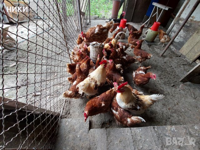 Продавам оплодени яйца от кокошки брама, снимка 4 - Кокошки и пуйки - 40527665