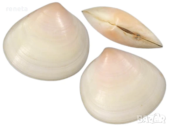 Раковина Strigilla, Естествена, Седефена, 7 см, снимка 1