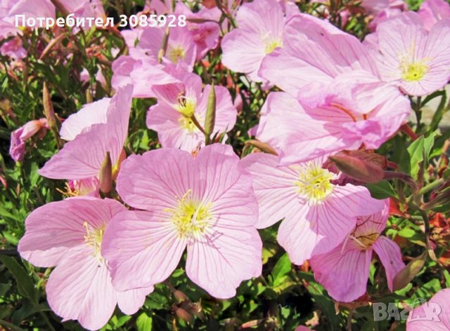 От м. май до ранно лято Oenothera speciosa/ Енотера/ Йонотера -розова, снимка 4 - Градински цветя и растения - 41225175