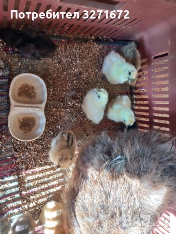 Копринки, пиленца , снимка 3 - Кокошки и пуйки - 52926222