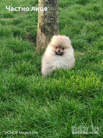 померан, снимка 5 - Померан - 53341789