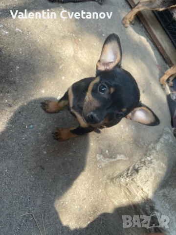 Пинчери , снимка 1