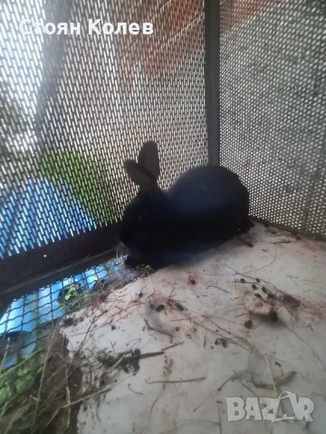 Продавам зайче, снимка 1