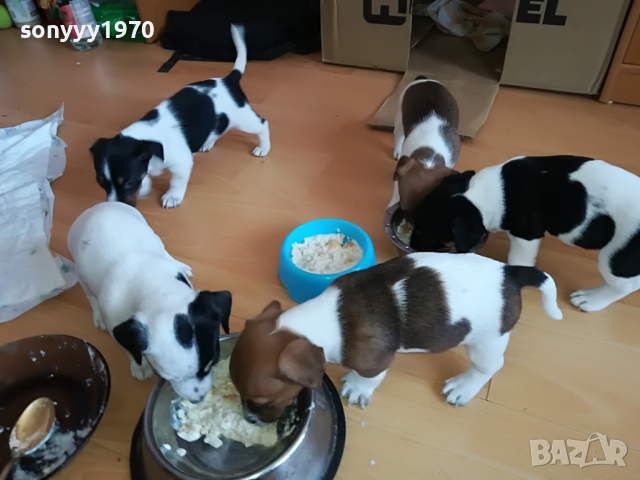 ДЖАК МЪЖКО ЖЕНСКО СЛАДКО КУЧЕНЦЕ 2903221133, снимка 3 - Джак ръсел териер - 36267106