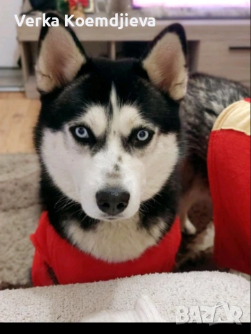 Продавам кученца Хъски 🐾, снимка 4 - Хъски - 53594890