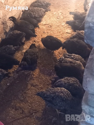 Продавам пилета  Супер харко, снимка 2 - Кокошки и пуйки - 53643589