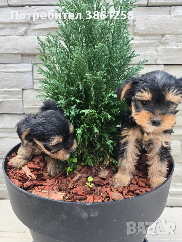 мини йоркширски териер, снимка 5 - Йоркширски териер - 53720124