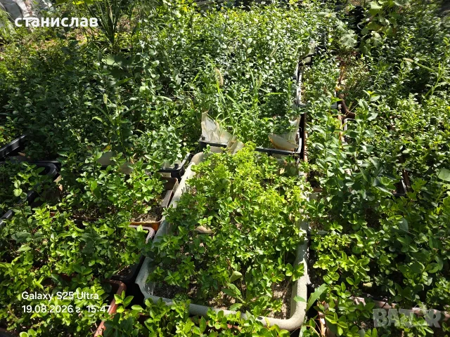 вечнозелен лигуструм и лавровишни , снимка 3 - Градински цветя и растения - 42389977