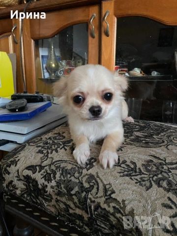 Чихуахуа  дългокосмести, снимка 6 - Чихуахуа - 52664011