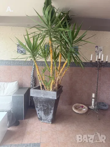 Растение ЮКА, кактус, алое вера, палма , снимка 3 - Стайни растения - 50024218