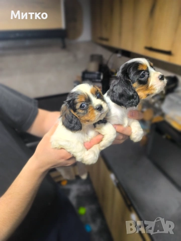 Кавалер Кинг Чарлз шпаньол 