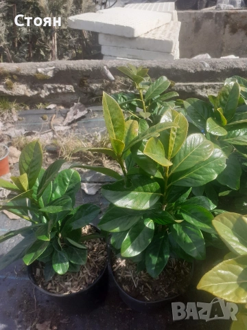 Вечнозена лавровишна