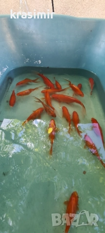 Езерни рибки комети, снимка 4 - Рибки - 51955813