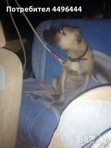 Свободно родословно питбулчвще